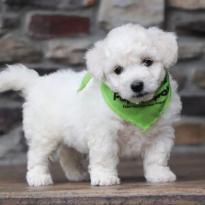 Bichon Frise Puppy Boyd