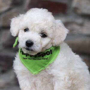 Bichon Frise Puppy Boyd