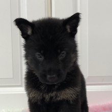 German Shepherd Dog Puppy Immie