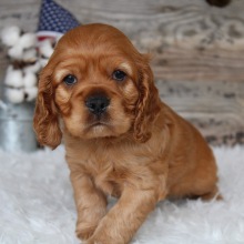 Cocker Spaniel Puppy Red