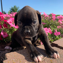 Boxer Puppy Penny