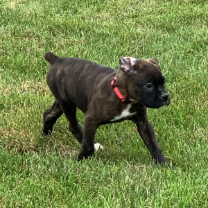 Boxer Puppy Penny