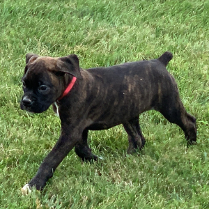 Boxer Puppy Penny
