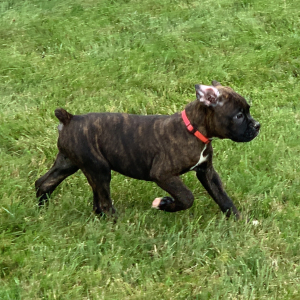 Boxer Puppy Penny