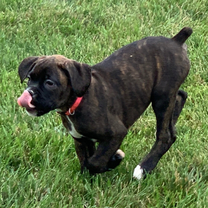 Boxer Puppy Penny