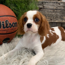 Cavalier King Charles Spaniel Puppy Russell