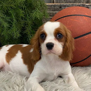 Cavalier King Charles Spaniel Puppy Russell