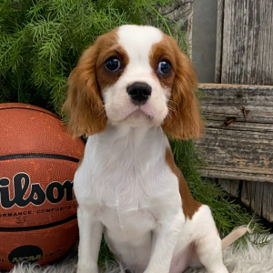 Cavalier King Charles Spaniel Puppy Russell