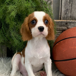 Cavalier King Charles Spaniel Puppy Russell