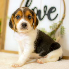 Beagle Puppy Kade