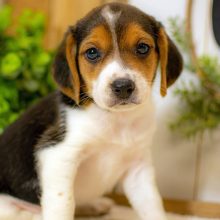 Beagle Puppy Kade