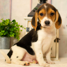 Beagle Puppy Kade