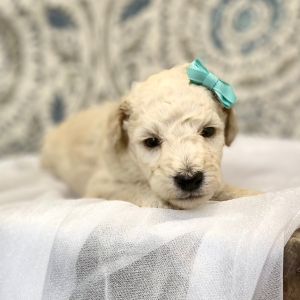 Poodle Puppy Esme