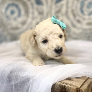 Poodle Puppy Esme
