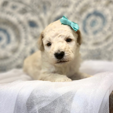 Poodle Puppy Esme