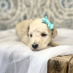 Poodle Puppy Esme