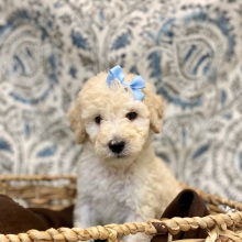 Poodle Puppy Esme