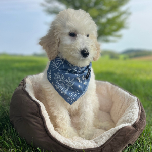 Poodle Puppy Esme