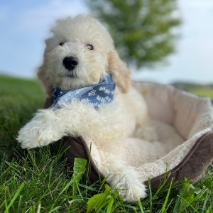 Poodle Puppy Esme
