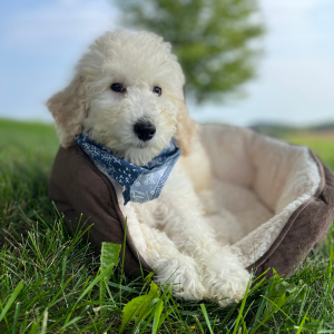 Poodle Puppy Esme