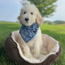 Poodle Puppy Esme