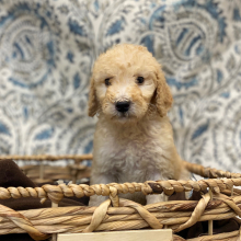 Poodle Puppy Emeric