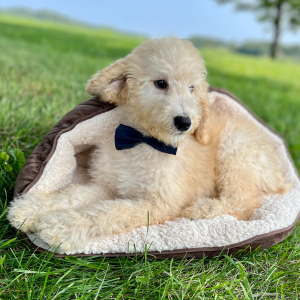 Poodle Puppy Emeric
