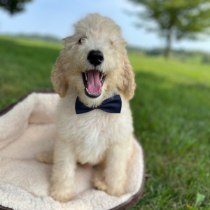 Poodle Puppy Emeric