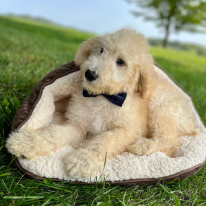 Poodle Puppy Emeric