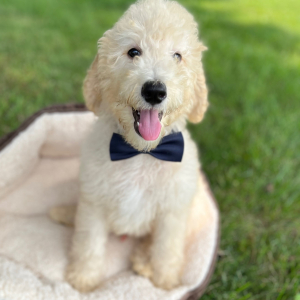Poodle Puppy Emeric