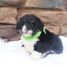 Bernedoodle Puppy Weston