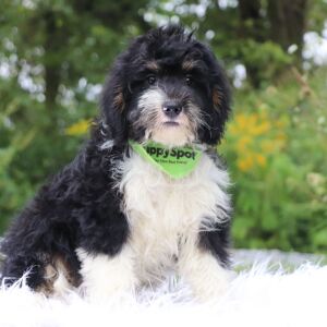 Bernedoodle Puppy Weston