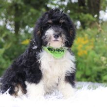Bernedoodle Puppy Weston