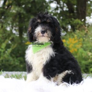 Bernedoodle Puppy Weston
