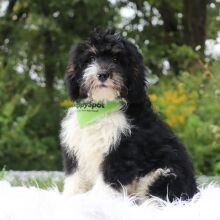 Bernedoodle Puppy Weston