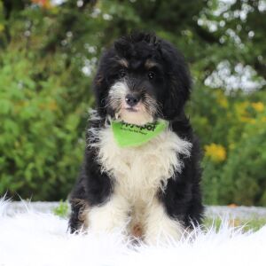 Bernedoodle Puppy Weston