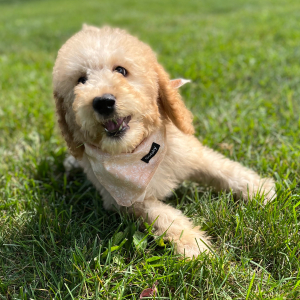 Poodle Puppy Elle