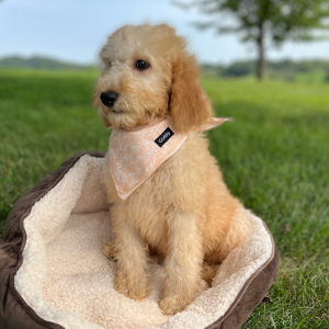 Poodle Puppy Elle