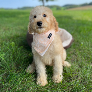 Poodle Puppy Elle