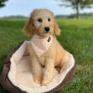 Poodle Puppy Elle