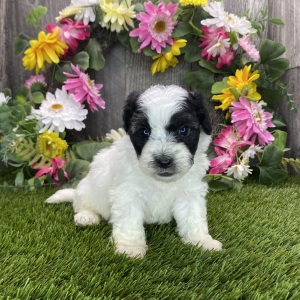 Havapoo Puppy Hogan