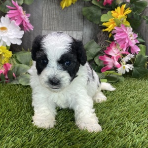 Havapoo Puppy Hogan