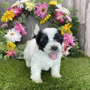 Havapoo Puppy Hogan