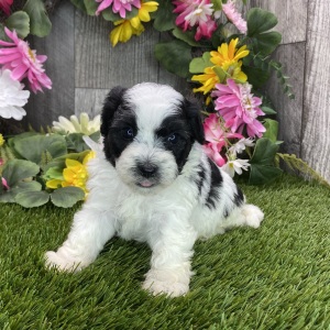 Havapoo Puppy Hogan