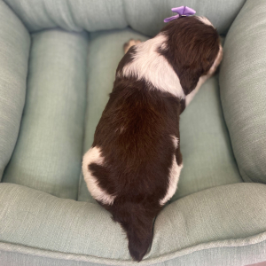 English Springer Spaniel Puppy Rolena