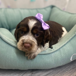 English Springer Spaniel Puppy Rolena