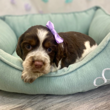 English Springer Spaniel Puppy Rolena