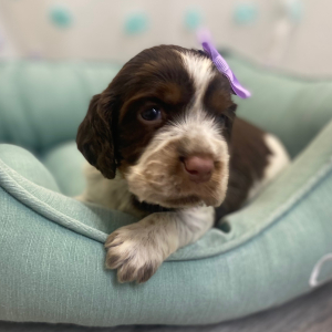 English Springer Spaniel Puppy Rolena