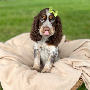English Springer Spaniel Puppy Rolena