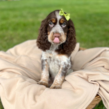 English Springer Spaniel Puppy Rolena